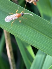 Formica pallidefulva