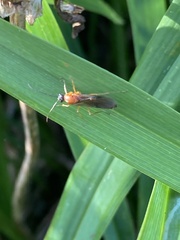 Formica pallidefulva