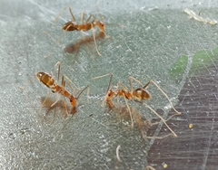 Anoplolepis gracilipes