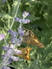 Atalopedes campestris