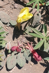Oenothera xylocarpa