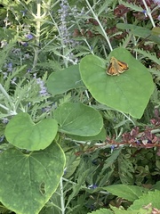 Atalopedes campestris