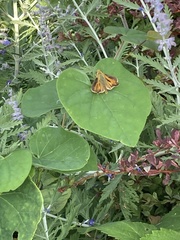 Atalopedes campestris