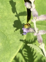 Diabrotica undecimpunctata