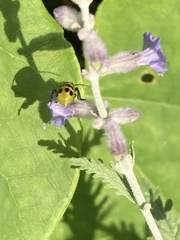 Diabrotica undecimpunctata