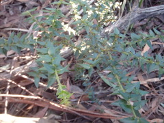 Podolobium aciculiferum