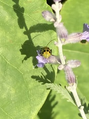 Diabrotica undecimpunctata