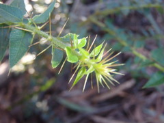 Podolobium aciculiferum