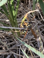 Polistes dominula