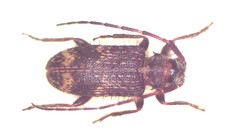 Exocentrus erinaceus
