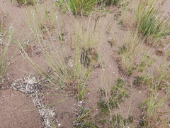 Puccinellia maritima