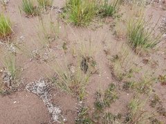 Puccinellia maritima