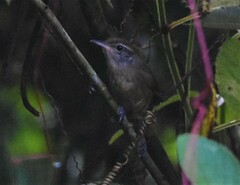 Cantorchilus leucotis