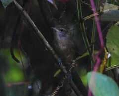 Cantorchilus leucotis