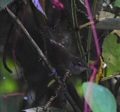 Cantorchilus leucotis