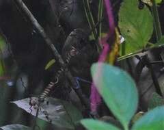 Cantorchilus leucotis