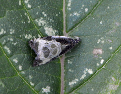 Olethreutes connectum