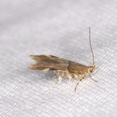 Theisoa constrictella