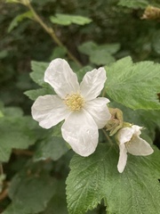 Rubus neomexicanus