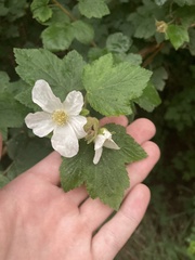Rubus neomexicanus
