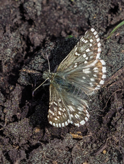 Pyrgus centaureae