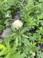 Valeriana occidentalis