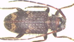 Exocentrus erinaceus
