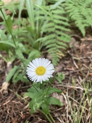 Erigeron arizonicus
