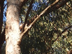 Ptiloris paradiseus