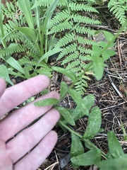 Erigeron arizonicus