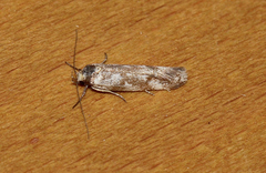 Palimmeces variegata