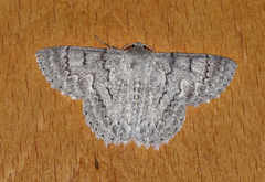 Crypsiphona tasmanica