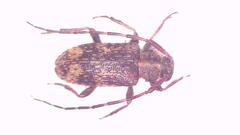Exocentrus erinaceus