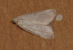 Hypsopygia albidalis