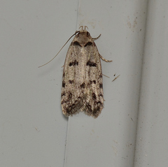 Scatochresis episema