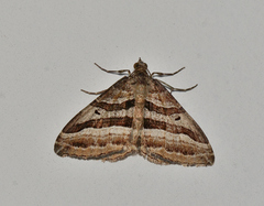 Xanthorhoe percrassata