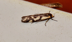 Palimmeces poecilella