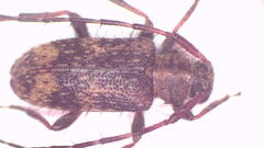 Exocentrus erinaceus