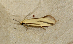 Corynotricha antipodella