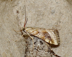Hellula hydralis