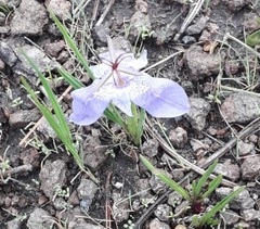 Tigridia durangensis