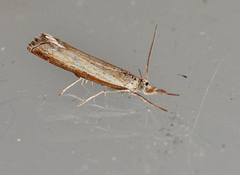 Ptochostola microphaeellus