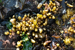 Halosaccion glandiforme
