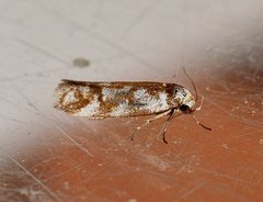 Palimmeces variegata