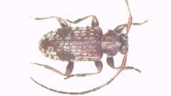 Exocentrus miselloides