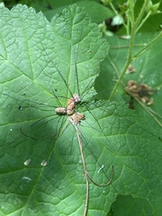 Rilaena triangularis