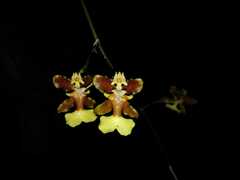 Oncidium dichromaticum