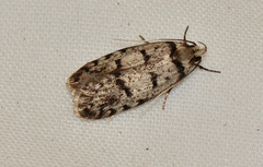 Scatochresis episema