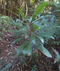 Anopterus macleayanus