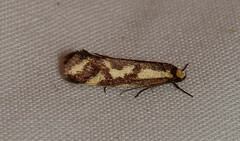 Palimmeces poecilella